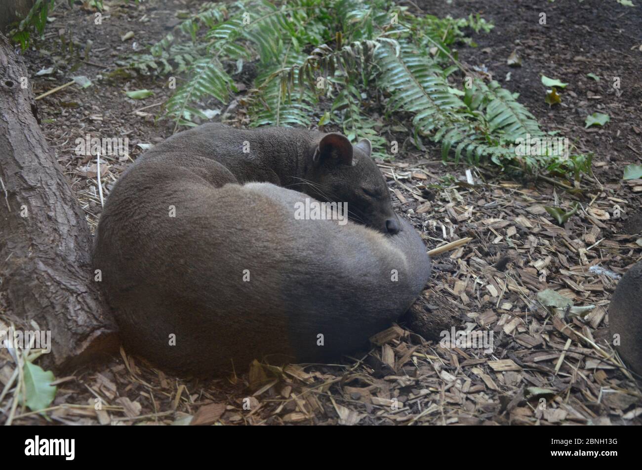 Fossa (Cryptoprocta ferox) Cat à Madagascar Banque D'Images