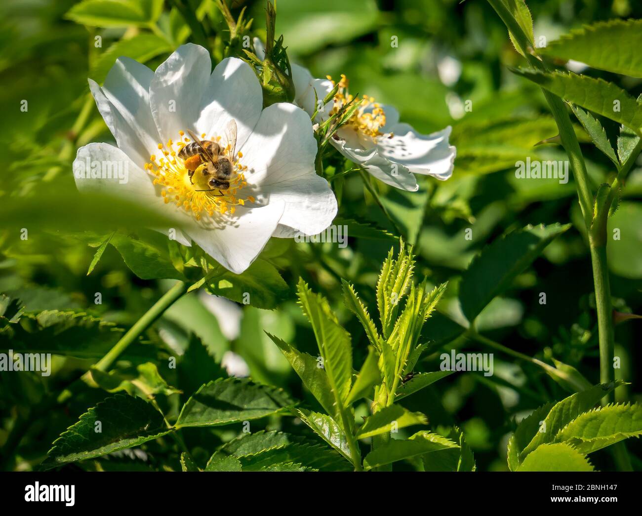 Abeille collectant le pollen d'une fleur blanche/jaune. Abeille pollinisant une fleur. Banque D'Images