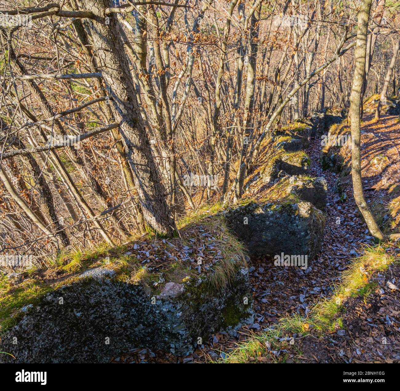 Tranchées de la première Guerre mondiale dans la forêt du village de Molveno au pied des Dolomites de Brenta, Trentin-Haut-Adige, nord de l'Itay, Europe Banque D'Images