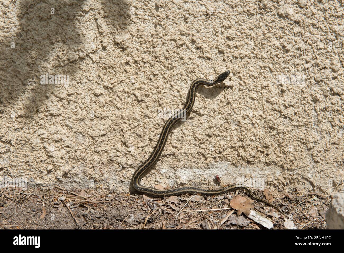 Serpent vipéral (Natrix maura bilineata) Camargue, France, avril. Banque D'Images