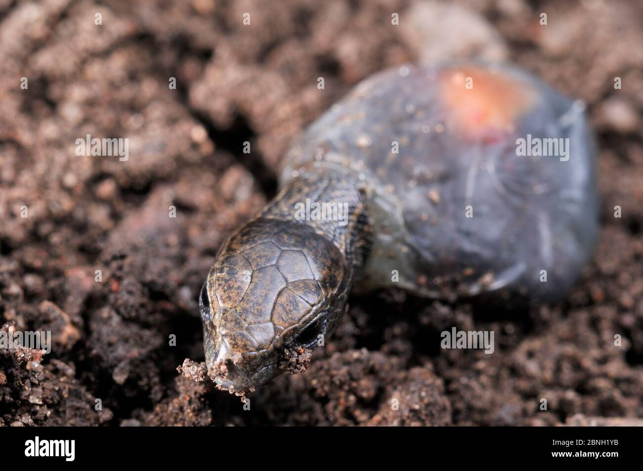 Lézard vivipare / commune (Zootoca vivipara) jeunes de membrane il est né en. Cette espèce peut donner naissance à des petits vivants dans Banque D'Images