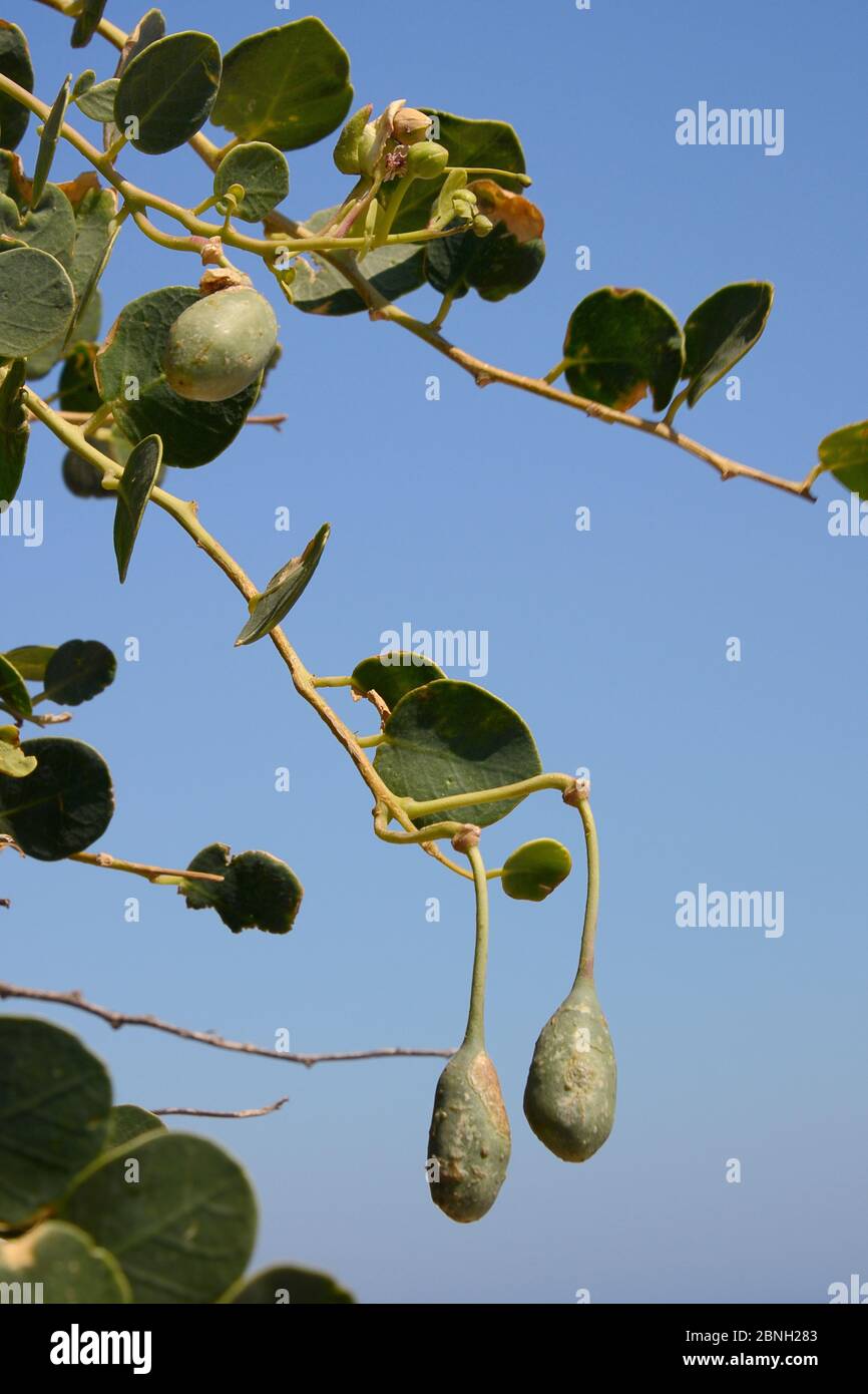 Fruits ou baies de cape, Leros, îles du Dodécanèse, Grèce, août 2013. Banque D'Images