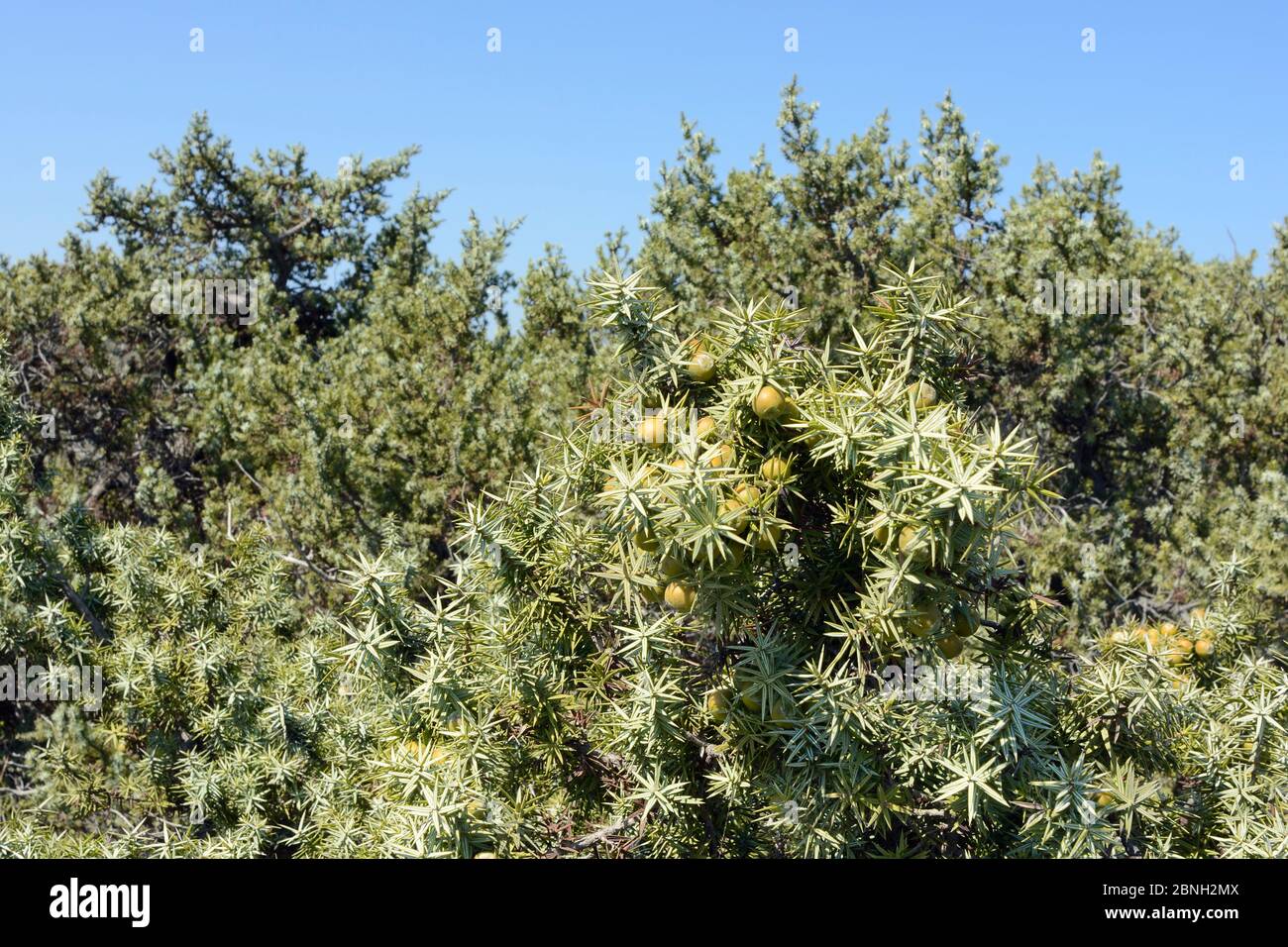 Genièvre à gros fruits (Juniperus macrocarpa), avec cônes de graines en mûrissement dans le maquis scrubland côtier, Kos, îles Dodécanèse, Grèce, août 2013. Banque D'Images