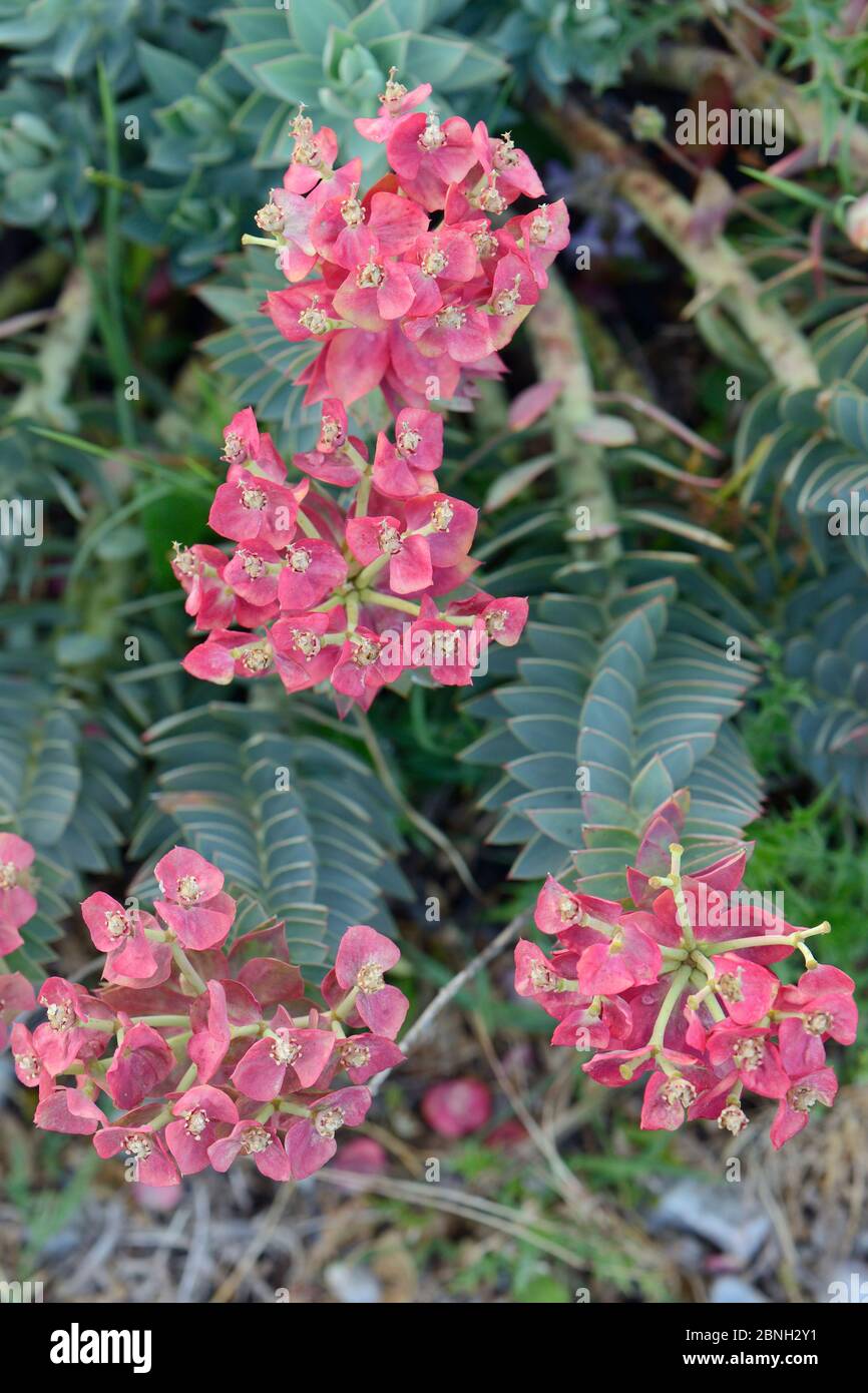 Ecrase de verre à feuilles larges / sphège de myrsinites d'Euphorbia (Euphorbia myrsinites) floraison sur le sommet de montagne calcaire, Mont Olympe, Lesbos, Grèce, mai 2013. Banque D'Images