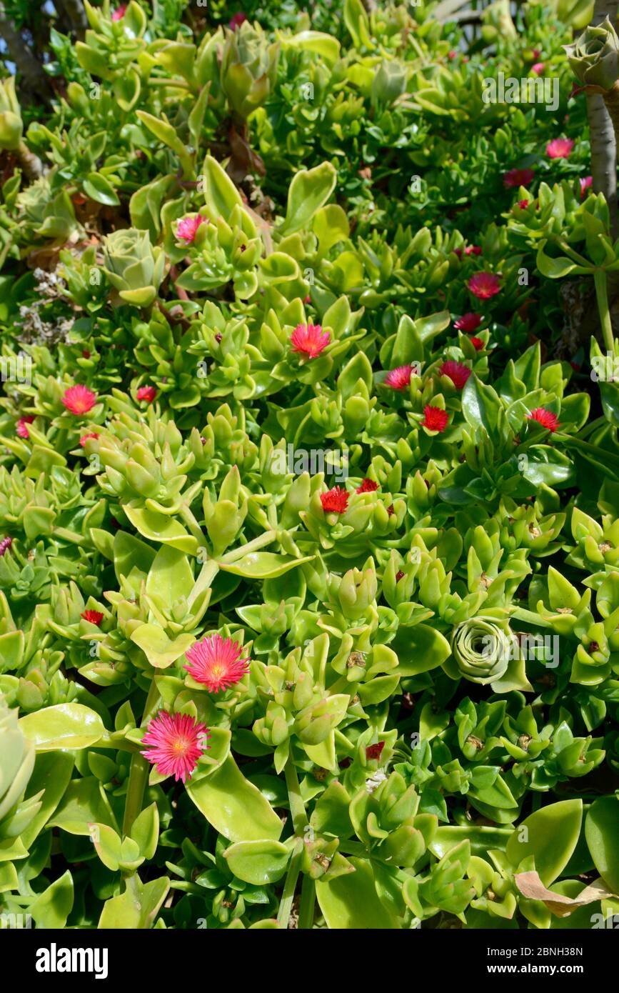Pomme rouge plante glacée / Baby sunrose (Aptenia cordifolia) une espèce envahissante d'Afrique du Sud qui fleurit dans un tapis dense sur une promontoire côtière, Vale de F. Banque D'Images