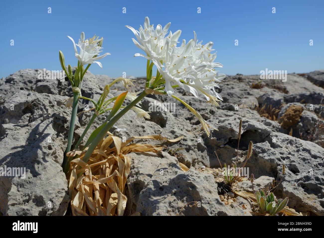 Daffodil de mer / Lys de mer (Pancratium maritimum) floraison parmi les roches calcaires sur la pointe côtière, Ponta de Sagres, Algarve, Portugal, juillet 2013. Banque D'Images