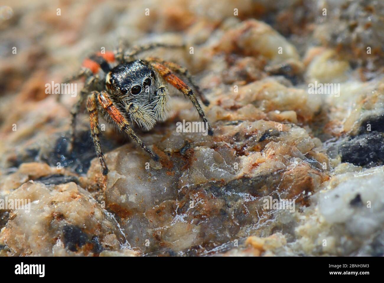 Belle araignée de saut / magnifique cavalier (philaeus / Phylaeus chrysops) chasse sur les rochers derrière une plage, Lesbos / Lesvos, Grèce, Mai. Banque D'Images