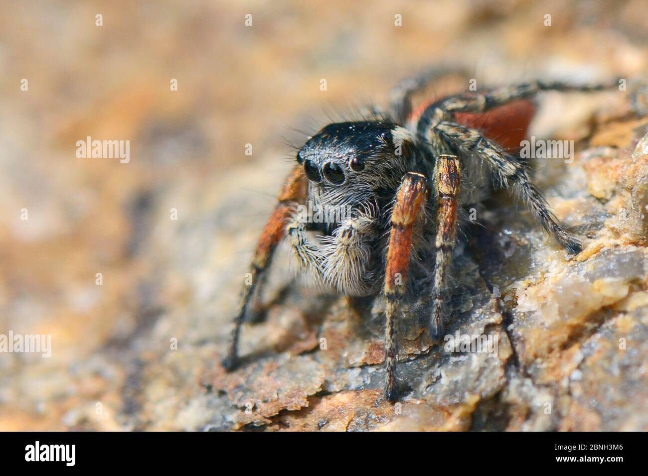 Belle araignée de saut / magnifique cavalier (philaeus / Phylaeus chrysops) chasse sur les rochers derrière une plage, Lesbos / Lesvos, Grèce, Mai. Banque D'Images