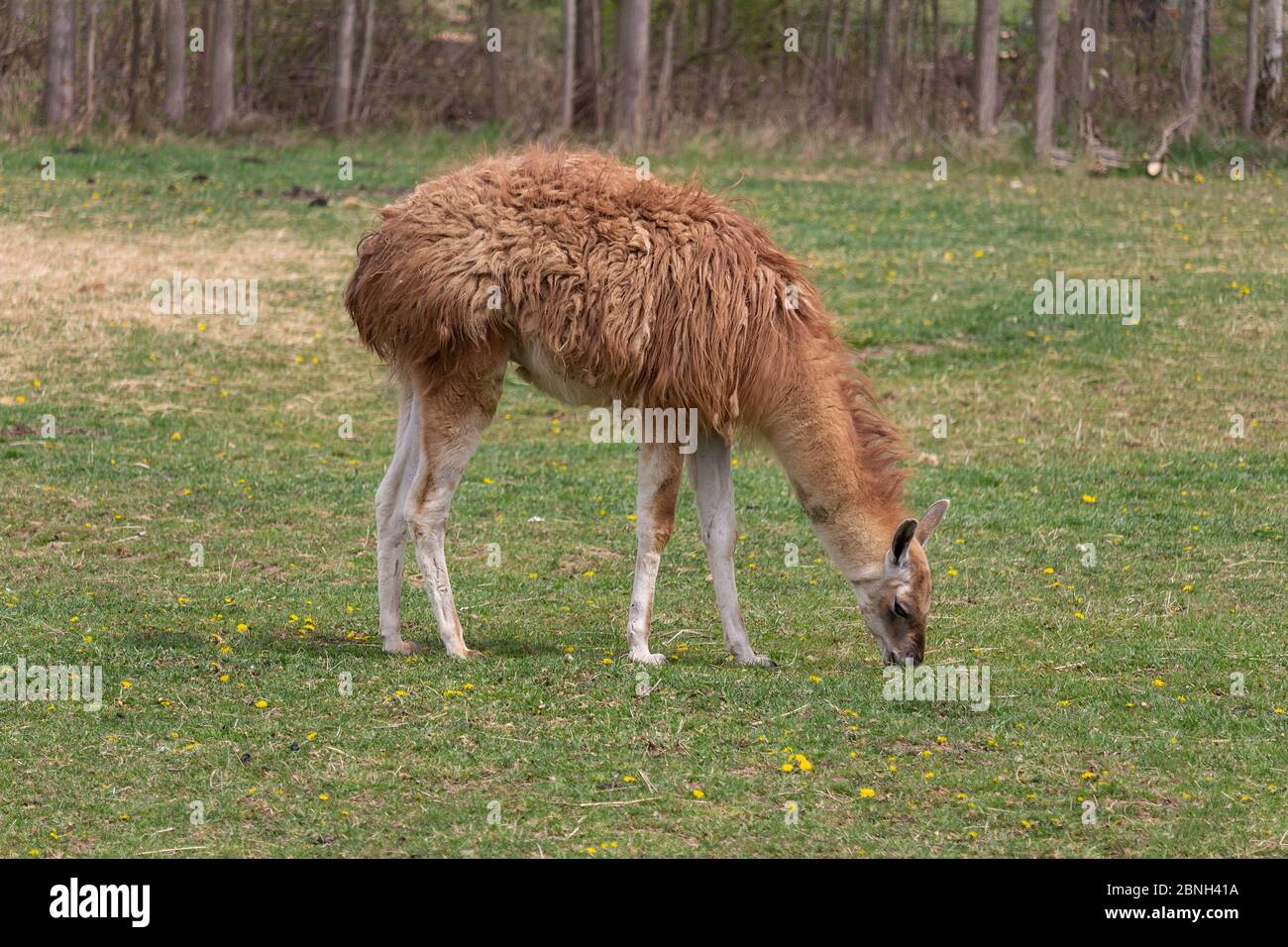 Guanicoe de lama brune mangeant de l'herbe sur le pâturage de prairie Banque D'Images