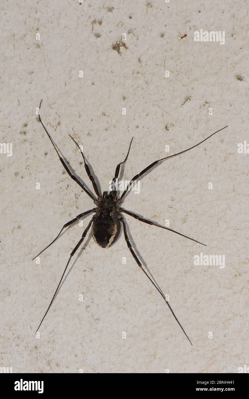 Femme Harvestman (Zacheus crista) sur un mur de maison, Lesbos / Lesvos, Grèce, mai. Banque D'Images