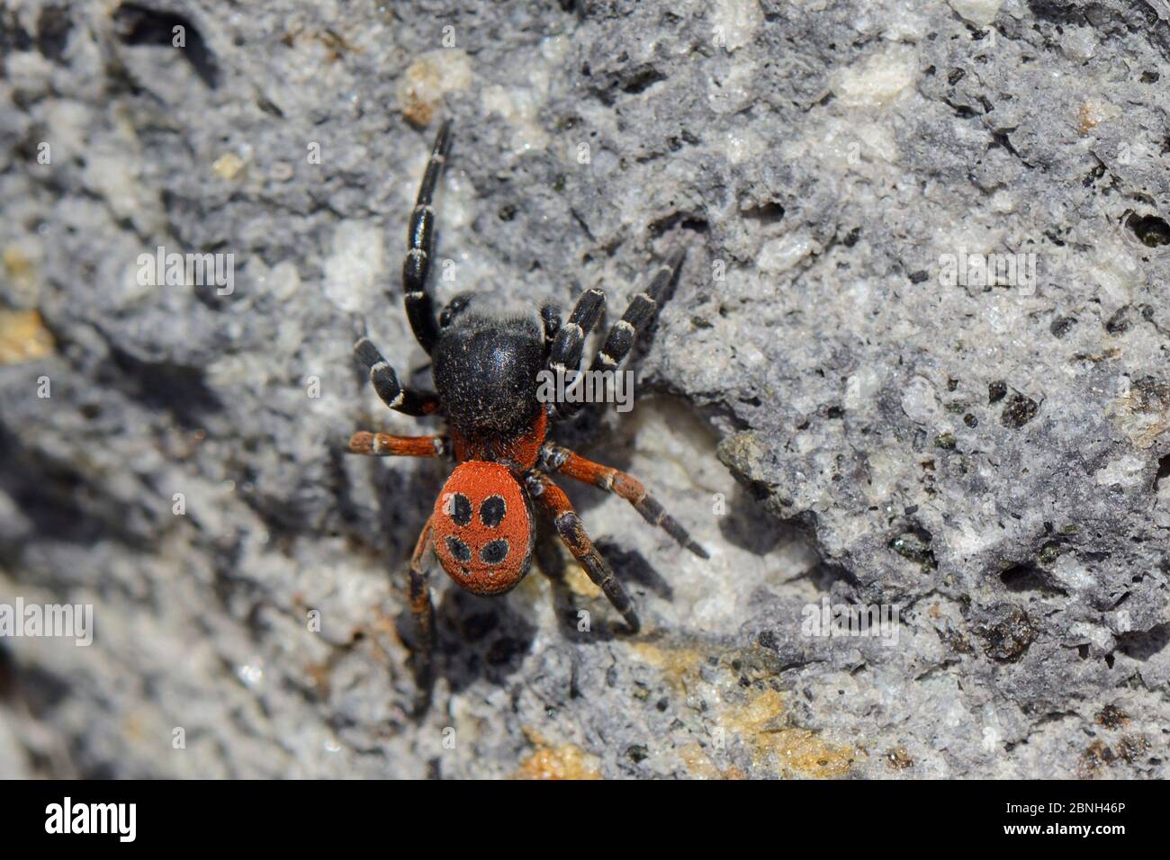 Araignée Ladybird mâle (Eresus cinnaberinus / niger) à la recherche de femelles sur une face rocheuse, Lesbos / Lesvos, Grèce, Mai. Banque D'Images