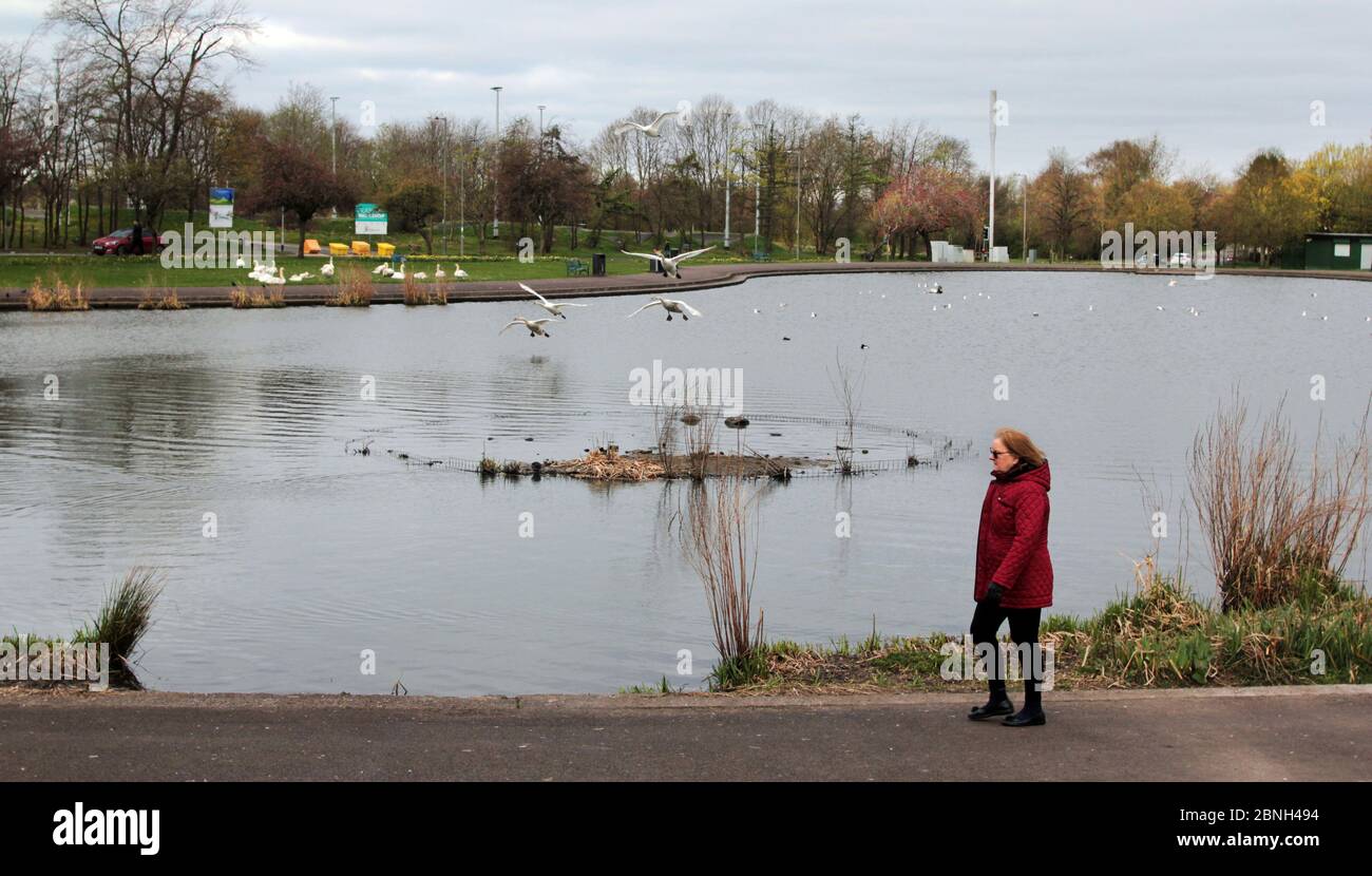 Un promeneur solitaire à l'étang de cygne et de canard dans le parc Knightswood, à Glasgow. Habituellement, le parc est regorgeant de personnes qui marchent, qui nourrissent les cygnes et les canards, mais maintenant, il est presque déserté et vide en raison de la pandémie de coronavirus Covid-19 qui traverse la Grande-Bretagne et le pays est en isolement et reste à la maison pour l'instant. Les gens sont autorisés à notre, brièvement pour une promenade et à l'exercice. Mai 2020. ALAN WYLIE/ALAY© Banque D'Images