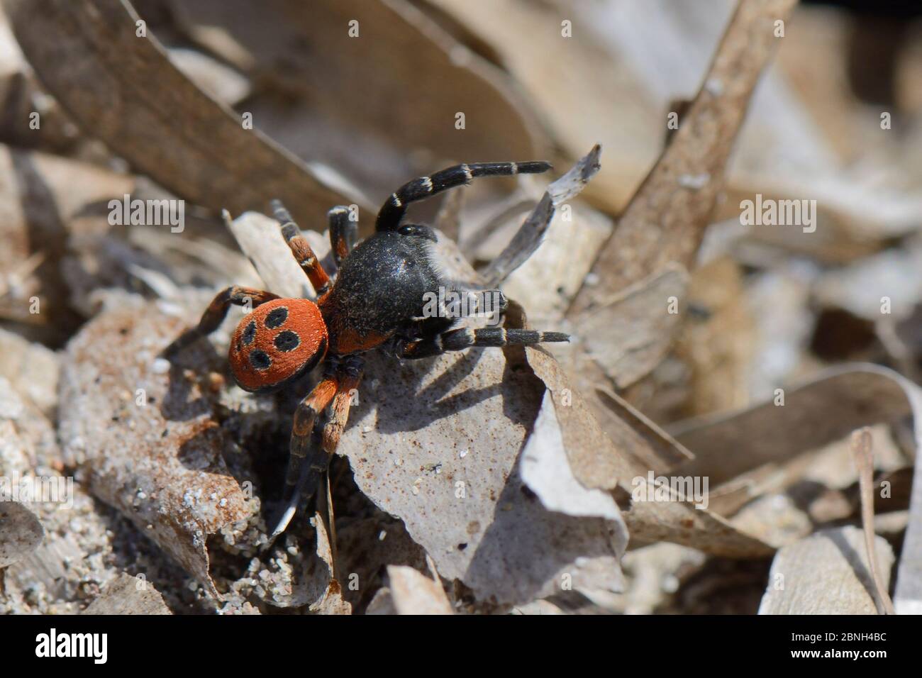 Araignée Ladybird mâle (Eresus cinnaberinus / niger) à la recherche de femelles, Lesbos / Lesvos, Grèce, Mai. Banque D'Images