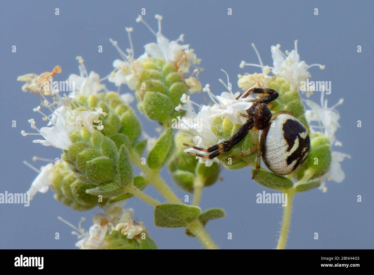 Araignée de crabe Napoléon femelle (Synema globosum) attendant la proie de la tête de fleur d'origan crétoise (origanum onites), Lesbos / Lesvos, Grèce, mai. Banque D'Images