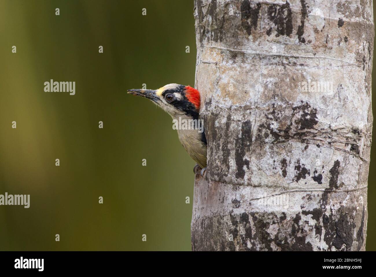 Pic à joues noires (Melanerpes pucherani) dans le trou de nid, au nord du Costa Rica. Banque D'Images