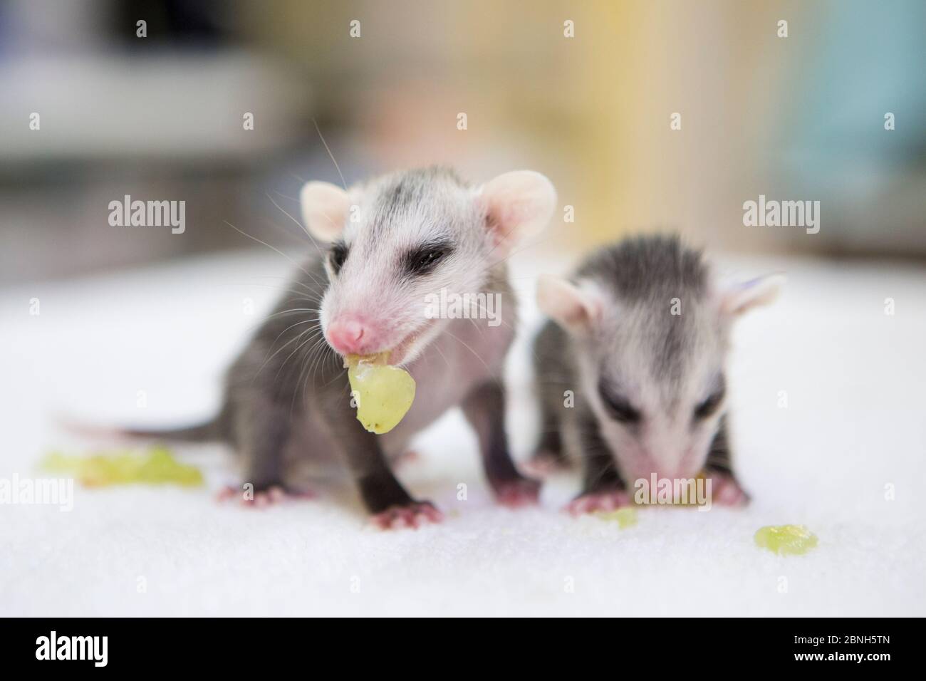Virginia opossum (Didelphis virginiana) les bébés orphelins ont dix semaines, manger du raisin haché. Leur mère a été frappée par la voiture. WildCare, San Rafael, Califo Banque D'Images