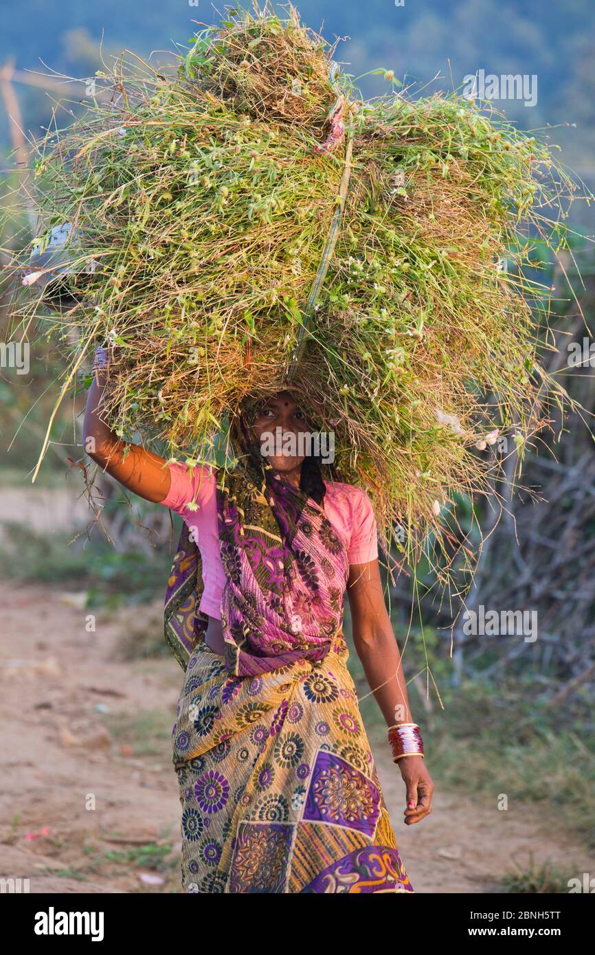 Femme transportant un faisceau d'herbe, village de Ranca à la frontière du parc national de Bandhavgarh, Inde, janvier 2012. Banque D'Images