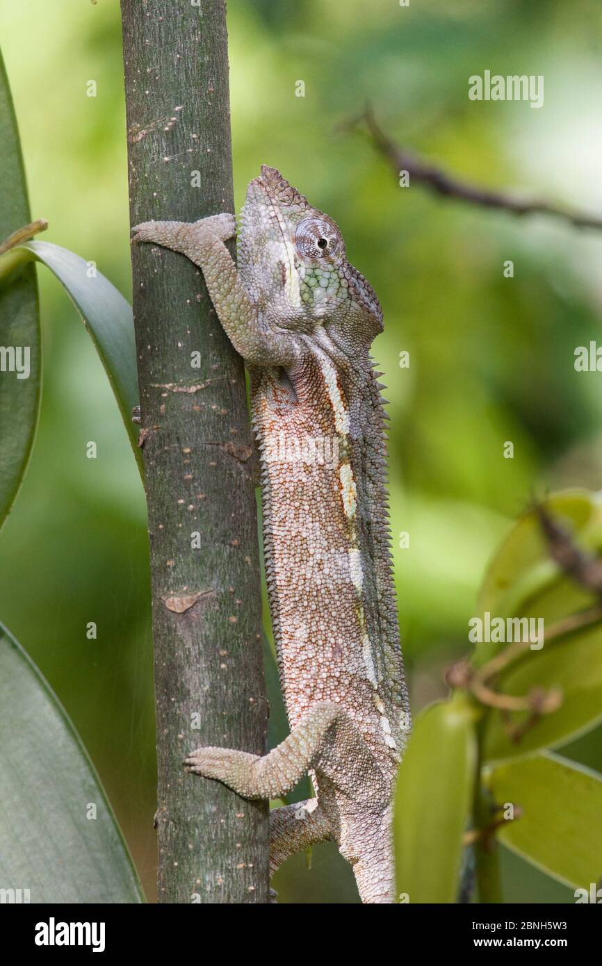 Chameleon (Furcifer oustaleti), parc national de Masoala, Madagascar. Banque D'Images