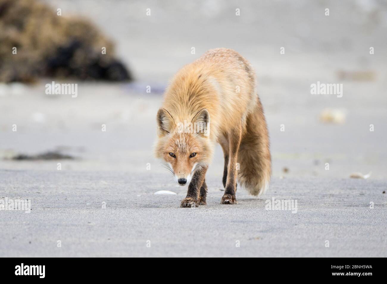 Renard roux (Vulpes vulpes) Parc national de Katmai, Alaska, États-Unis, juin. Banque D'Images