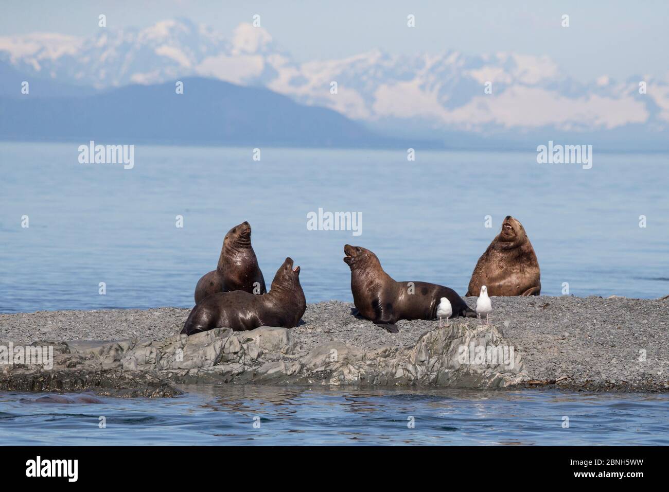 Le lion de mer de Steller (Eumetopias jubatus), jeunes mâles, qui scindent en arrière-plan avec un gros taureau, le Prince William Sound, Alaska, États-Unis, juillet. Banque D'Images