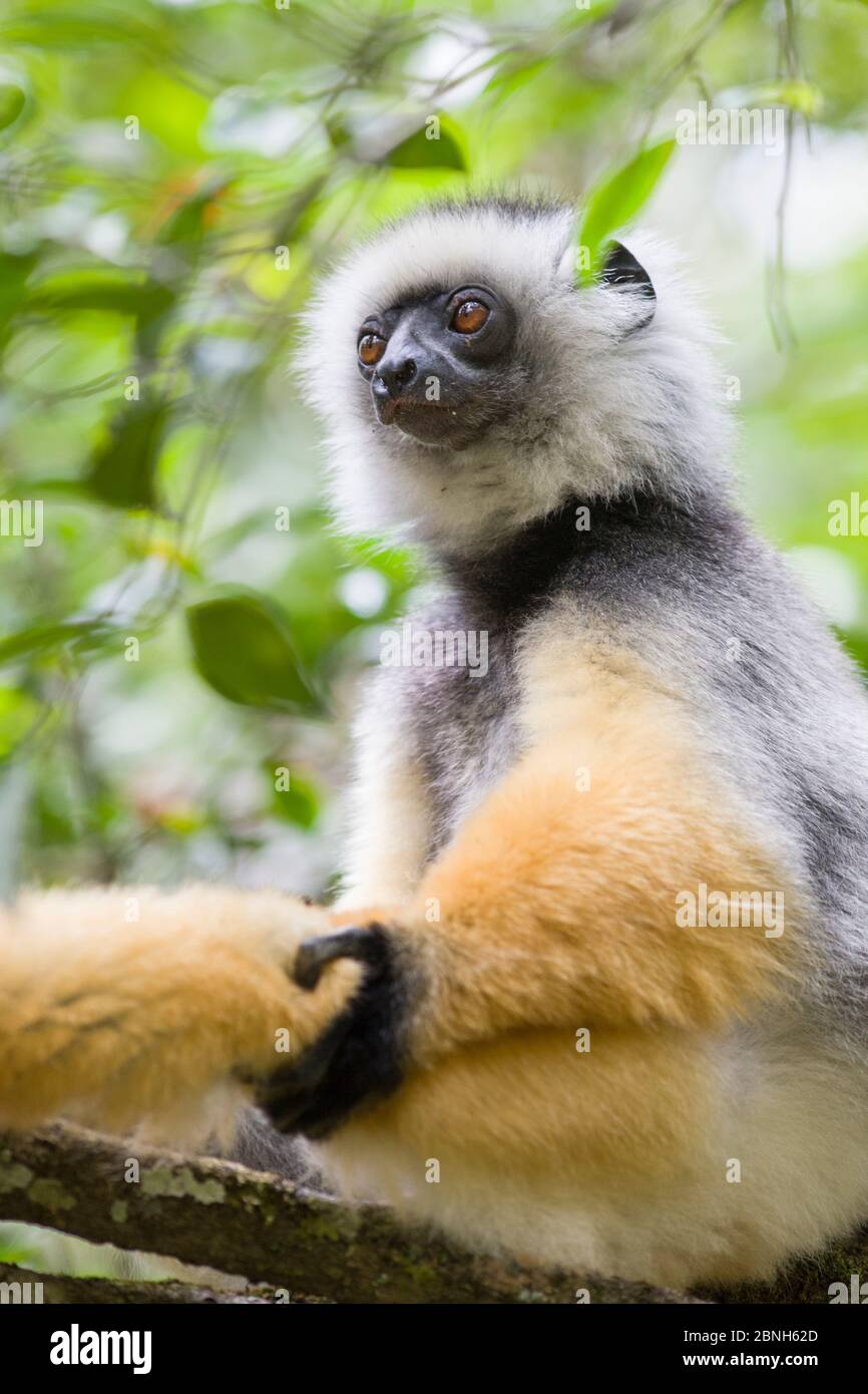 Portrait de Diademed sifaka (Propithecus diadema), Parc national d'Andasibe-Mantadia, Madagascar Banque D'Images