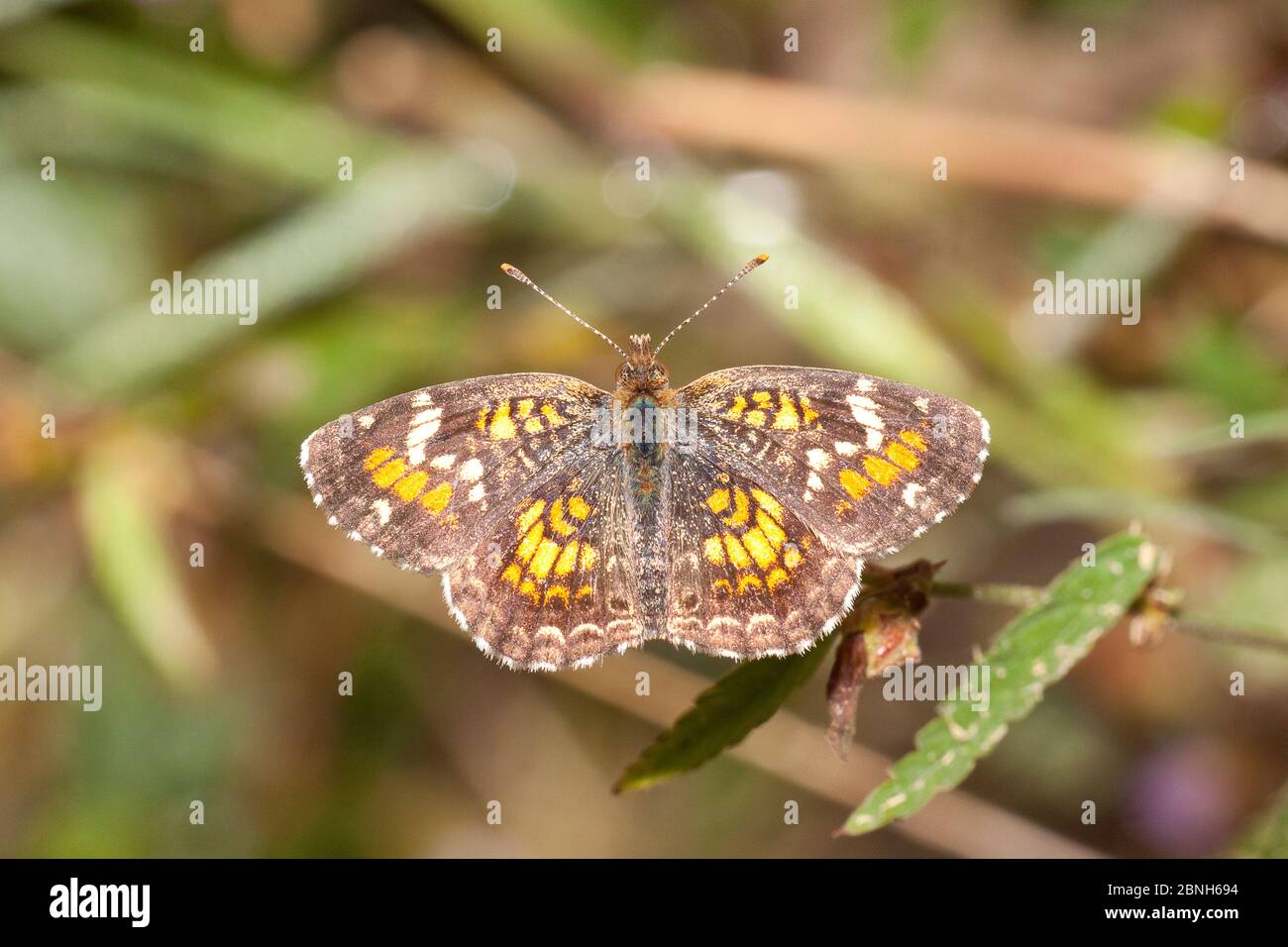 Phaon croissant papillon (Phyciodes phaon) Riverside Park, Victoria, Texas, novembre. Banque D'Images
