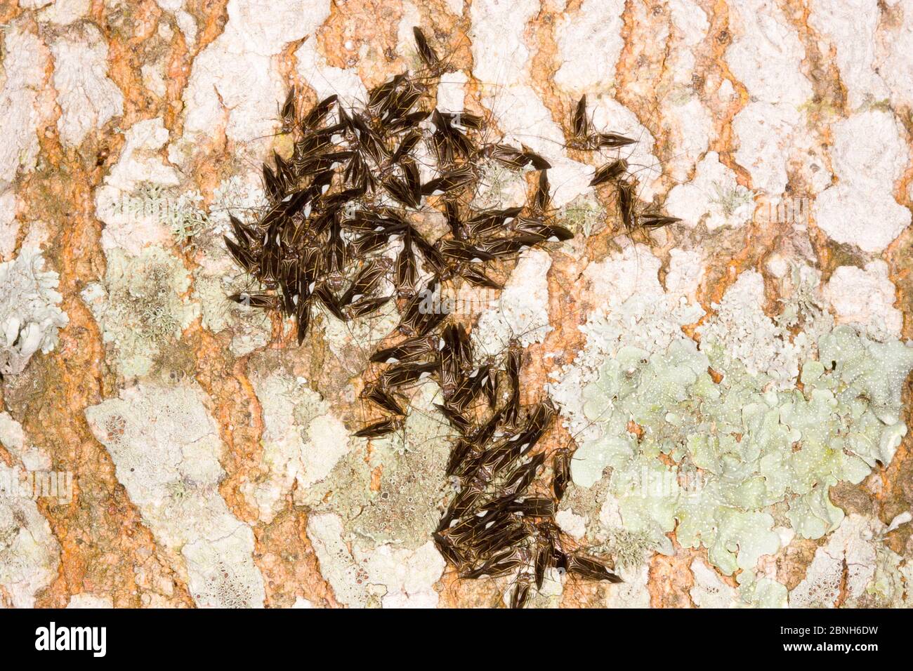 Groupe de souris d'écorce (Cerastipsocus venosus) sur arbre couvert de lichen, Texas, États-Unis, juin. Banque D'Images