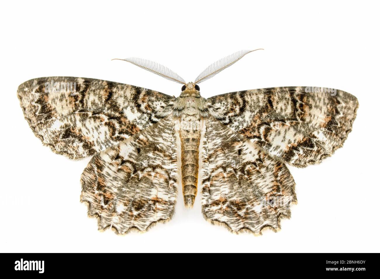 Tulipe-arbre beauté Moth (Epimecis hortaria) Texas, Etats-Unis, avril. Banque D'Images