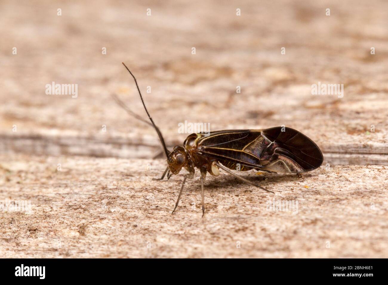 Souris à écorce (Cerastipsocus venosus) Ouachita National Forest, Arkansas, États-Unis, juillet. Banque D'Images