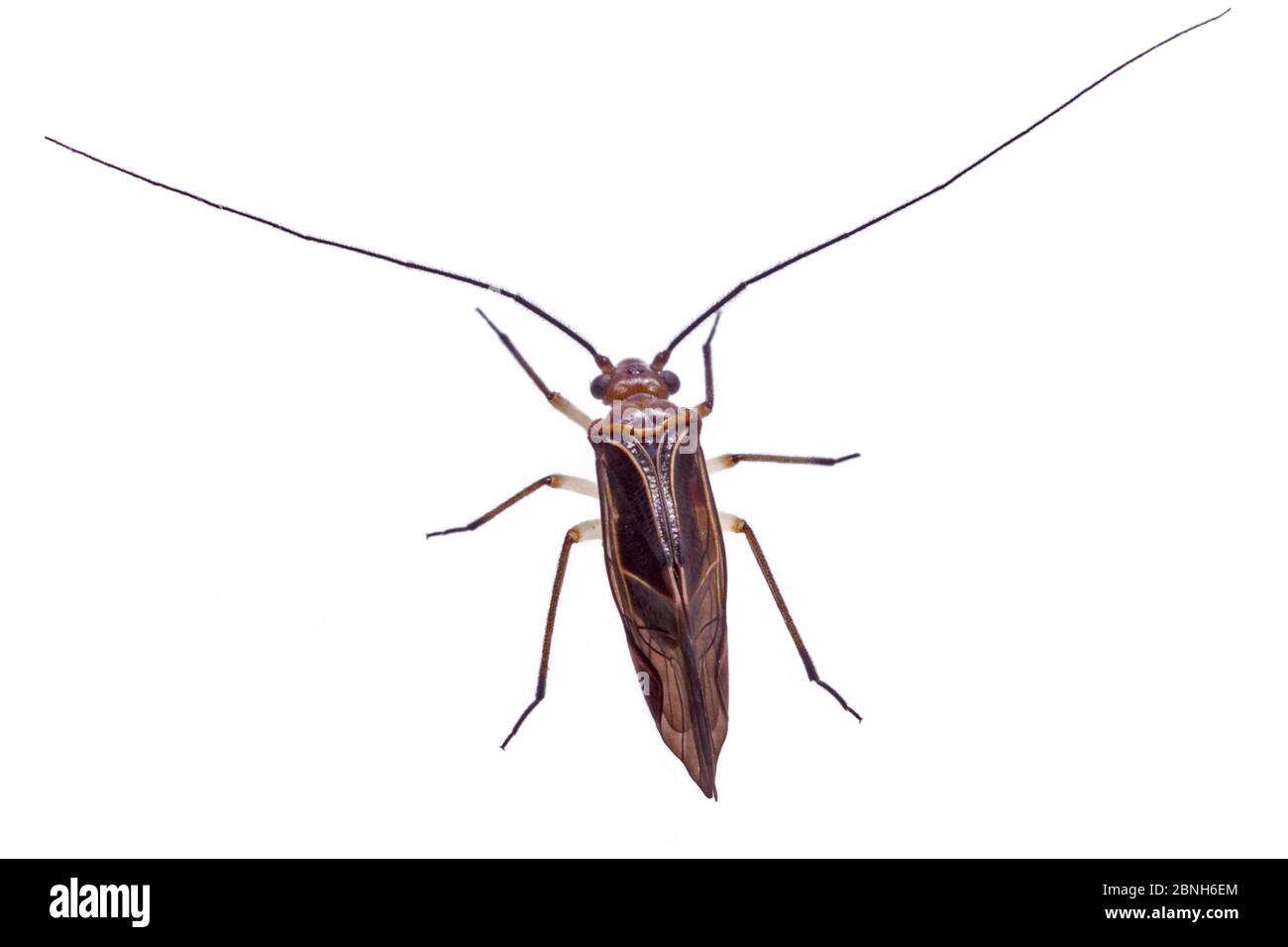 Souris à écorce (Cerastipsocus venosus), mâle, Texas, États-Unis, juin. Banque D'Images
