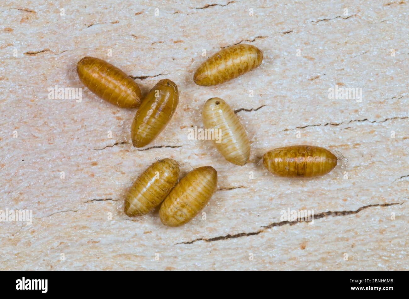 Fruit fly pupae Banque de photographies et d’images à haute résolution