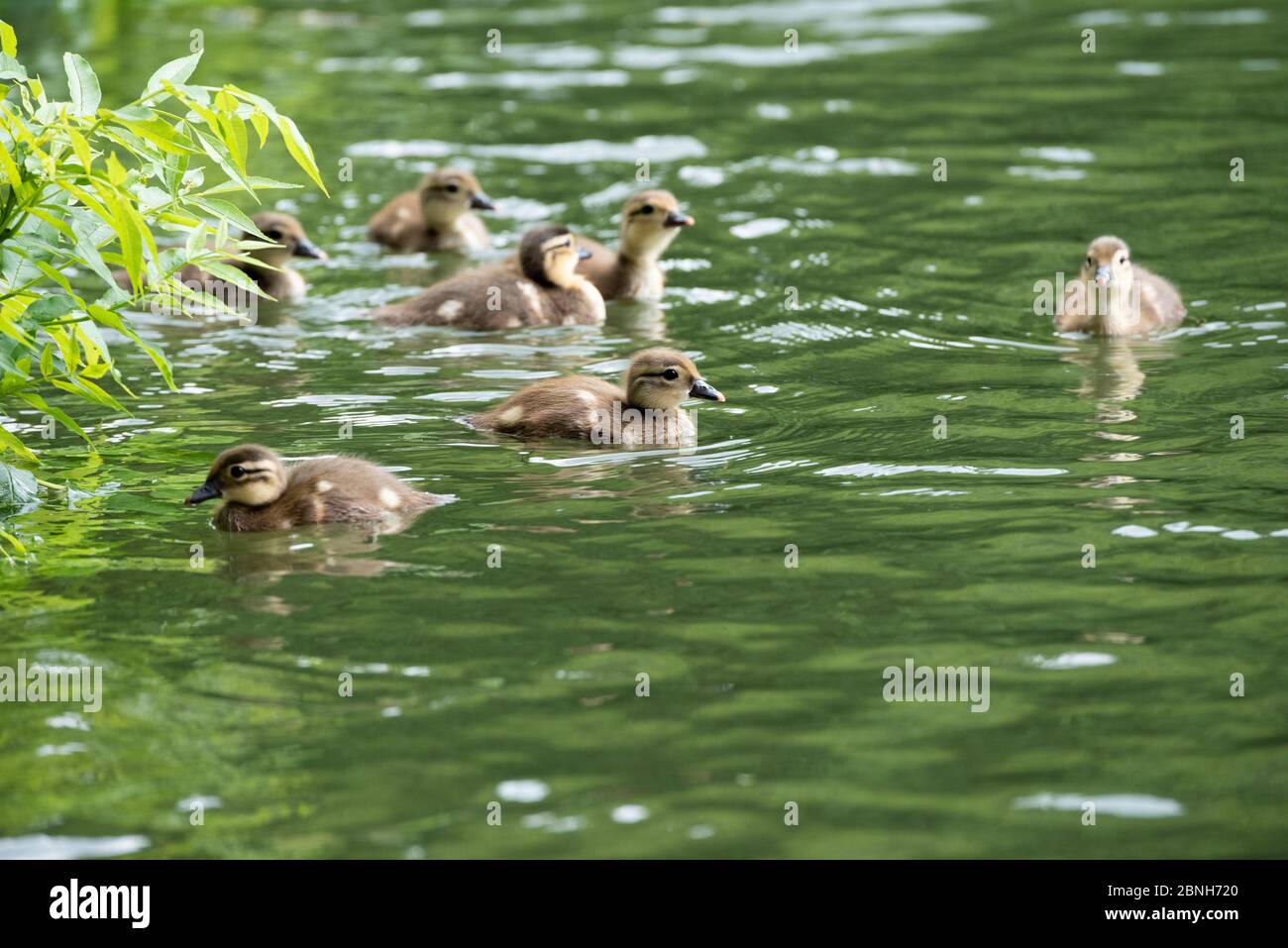 Bebe Canard Mandarin Banque D Image Et Photos Alamy