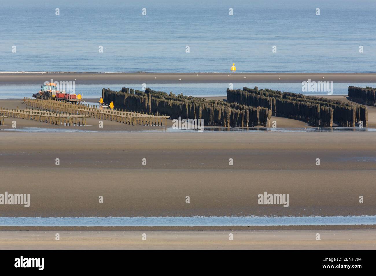 Paysage plage montrant l'élevage des moules, la réserve naturelle de la Baie de Somme, Picardie, France, avril 2015 Banque D'Images