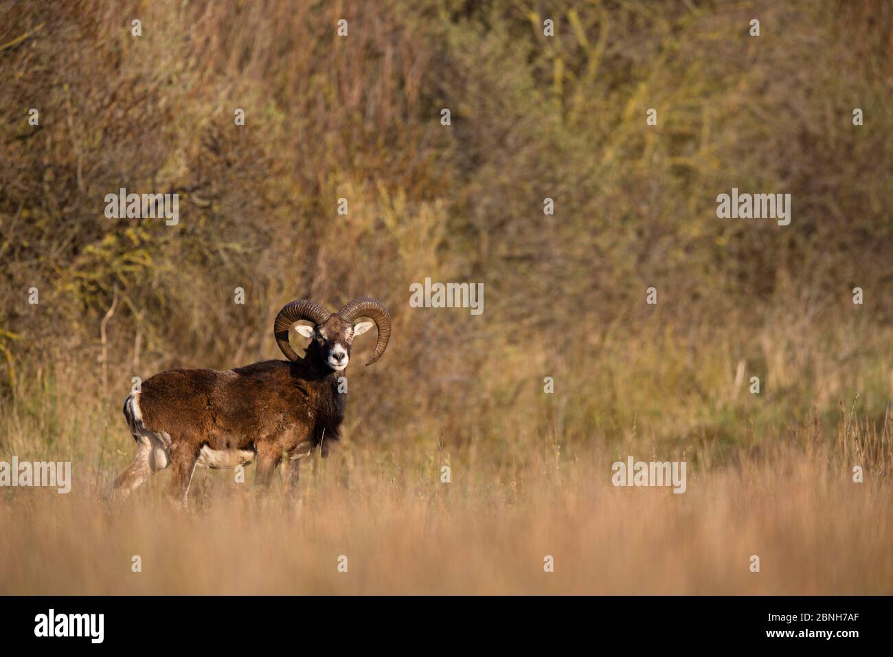 Profil de bélier mâle en mouflon européen (Ovis gmelini musimon), espèce introduite, Réserve naturelle de la Baie de somme, Picardie, France, avril Banque D'Images