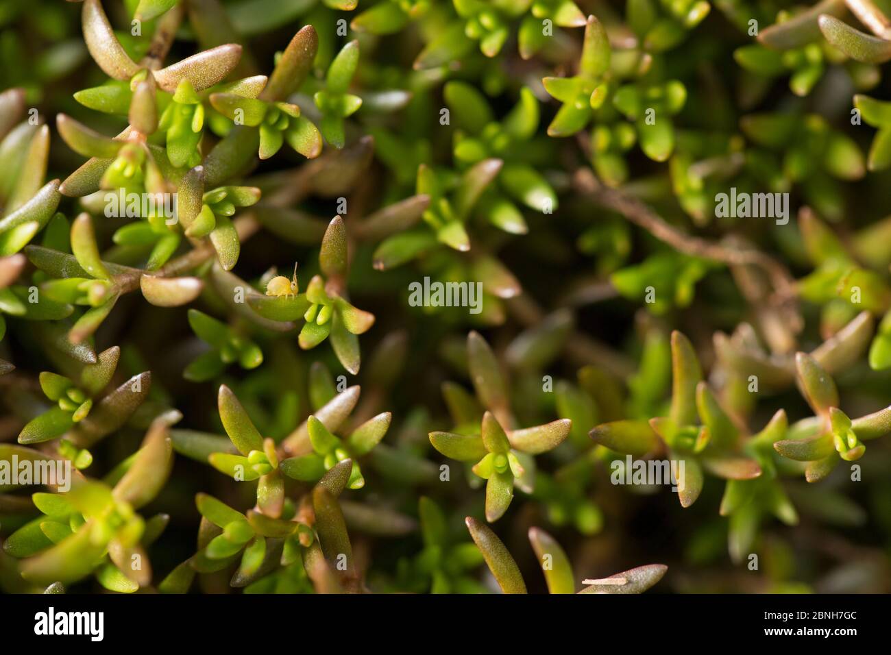 Sminthurus viridis (Sminthurus viridis) sur un marais de Stonecrop (Crassula helmsii) Vallée de la somme, France, avril Banque D'Images