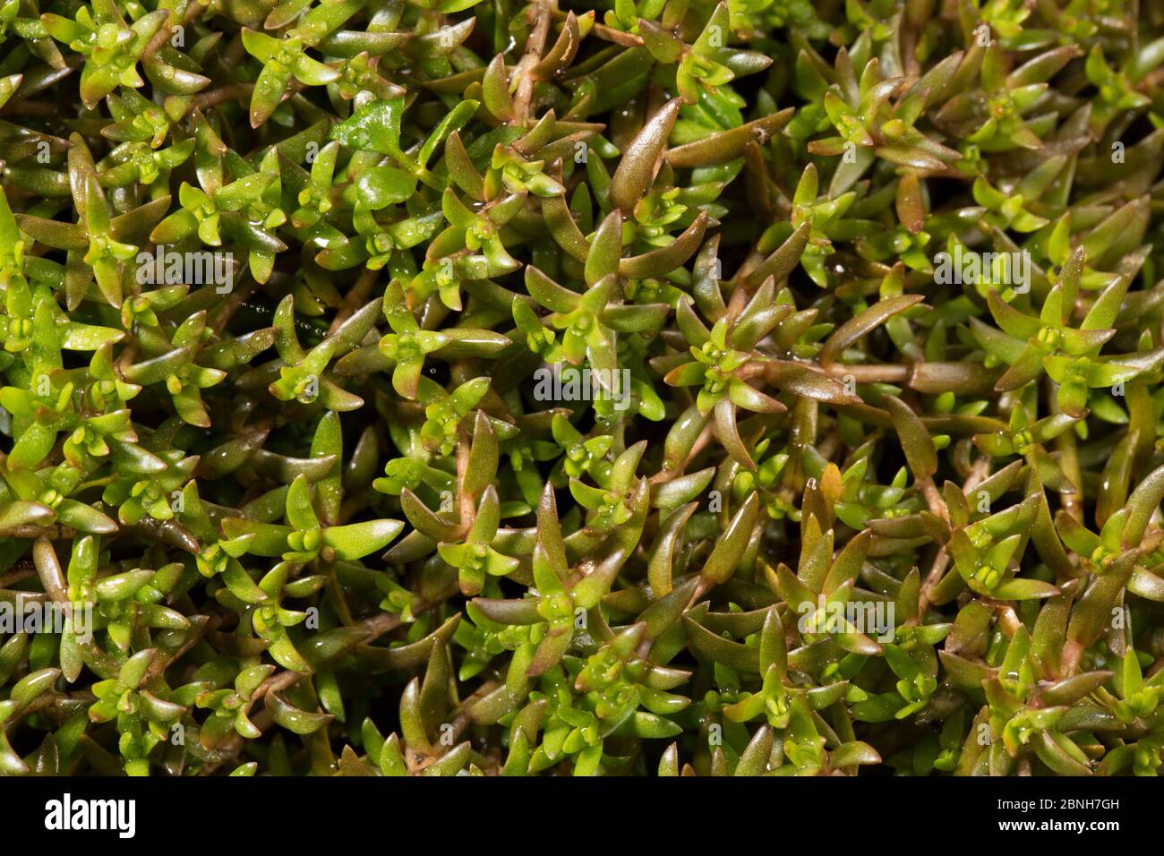 Swamp Stonecrop (Crassula helmsii) gros plan, Vallée de la somme, France, avril Banque D'Images