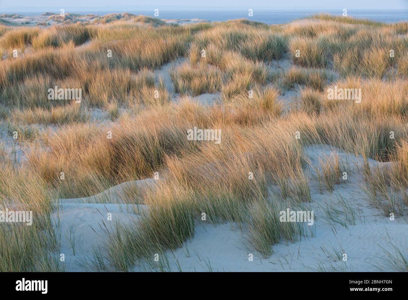 L'habitat de dunes de sable, réserve naturelle de la Baie de Somme, Picardie, France Avril Banque D'Images