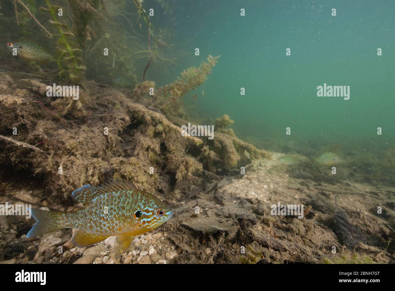Espèce introduite par le poisson-soleil de type pompkinseé (Lepomis gibbosus), Aube, France, mai Banque D'Images