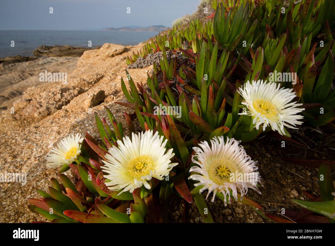 Plante de glace (Carpobrotus edulis) une espèce introduite et envahissante, Corse / Corse, France, mai Banque D'Images
