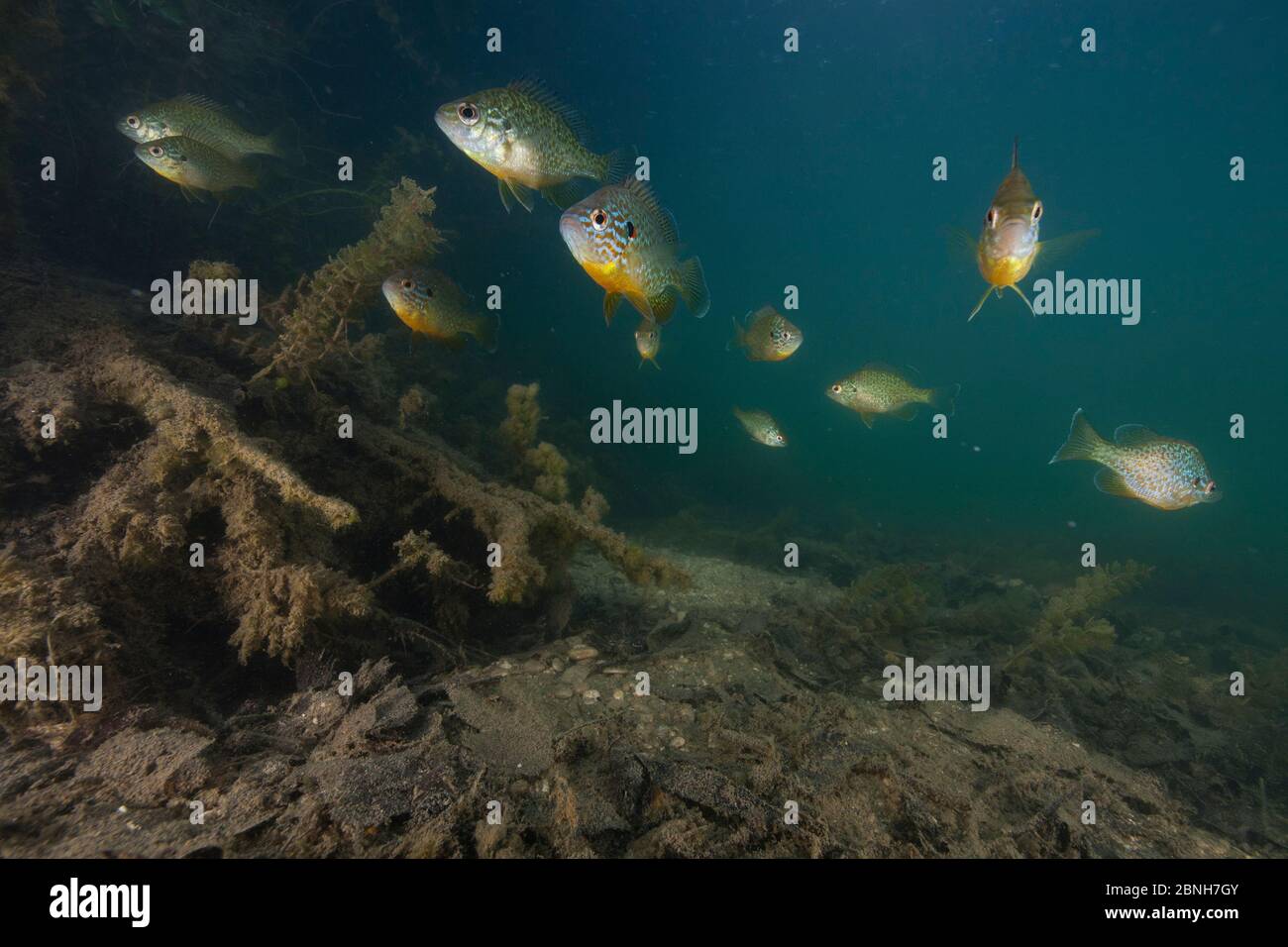 Espèce introduite par le poisson-soleil de type pompkinseé (Lepomis gibbosus), Aube, France, mai Banque D'Images