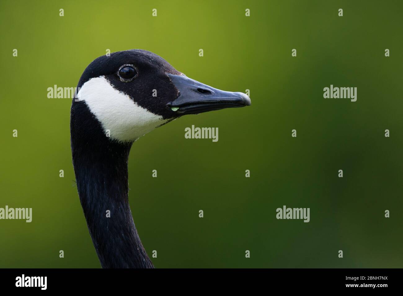 Portrait de la tête de la Bernache du Canada (Branta canadensis), vallée de la Seine, France, mai Banque D'Images