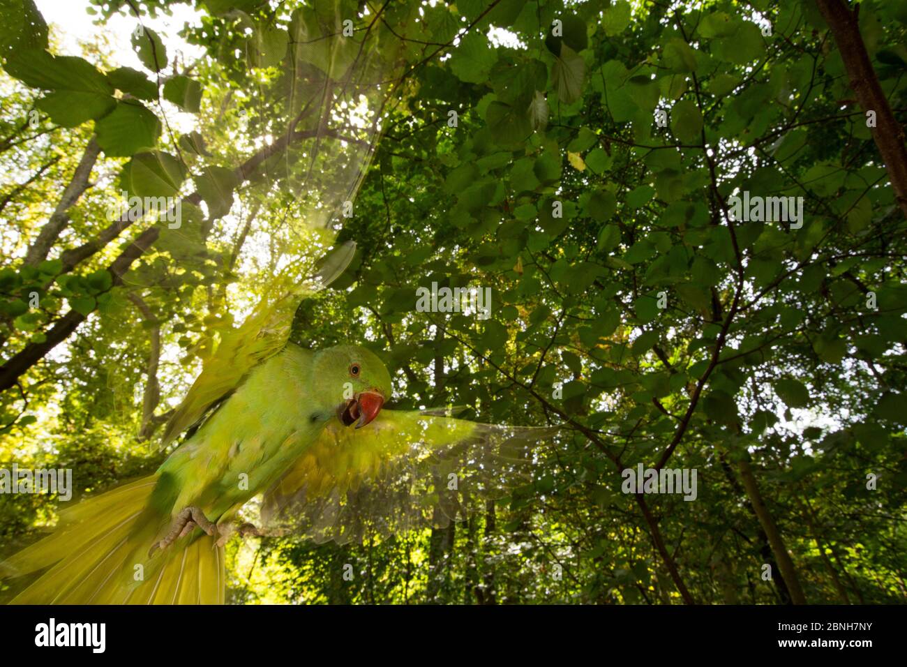 Parakeet à rosier (Psittacula krameri) introduit des espèces, mouvement flou de vol devant l'arbre, région de Paris, France, août Banque D'Images