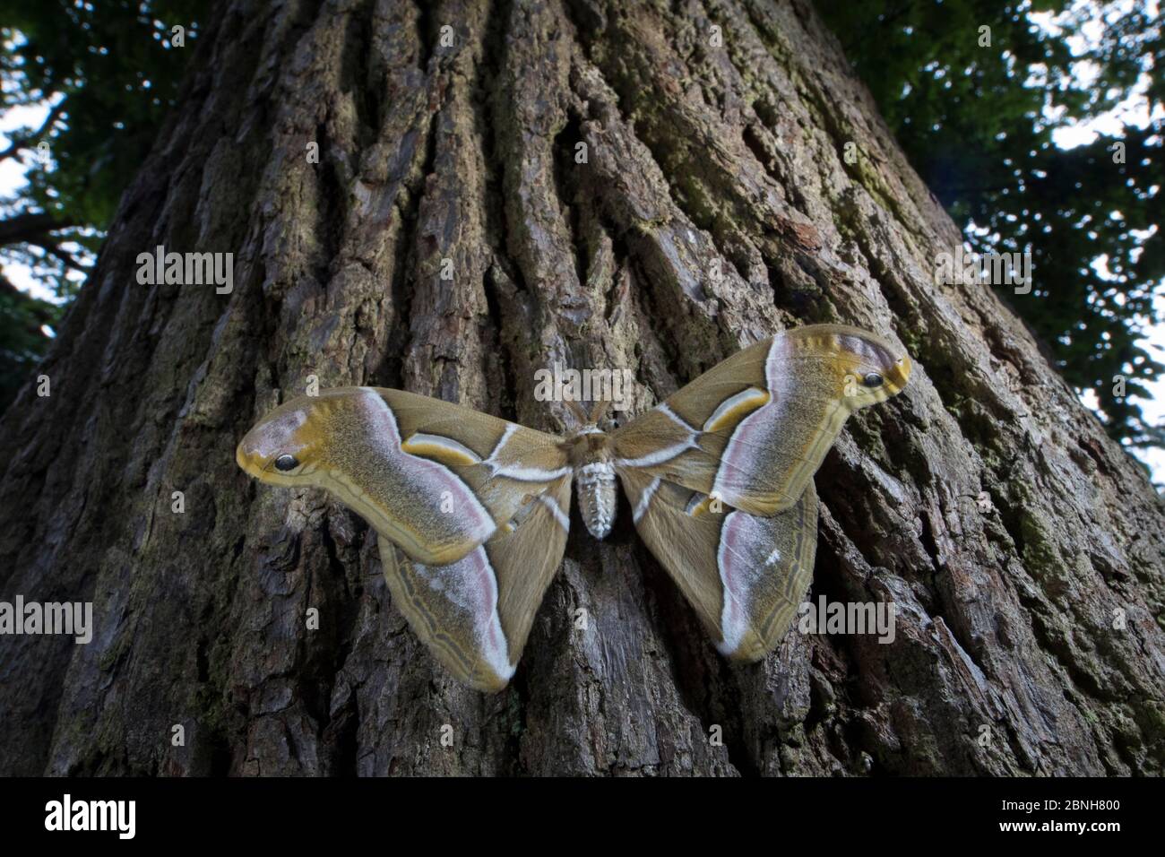 Ailanthus silkmoth (Samia cynthia) une espèce introduite, prise contre le tronc d'arbre, France Banque D'Images
