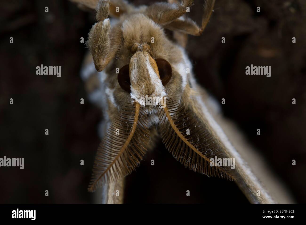 Ailanthus silkmoth (Samia cynthia) une espèce introduite, portrait en gros plan, France Banque D'Images