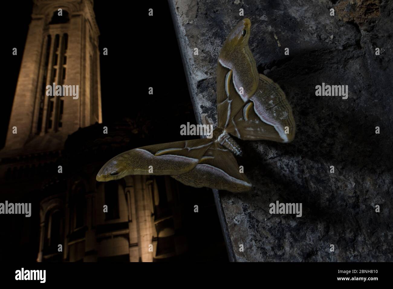 Ailanthus silkmoth (Samia cynthia) une espèce introduite, prise la nuit près du Sacré-cœur, Paris, France septembre Banque D'Images