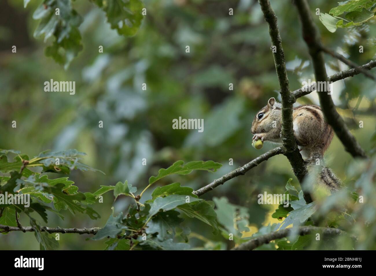 Chipmunk de Sibérie (Tamias sibiricus) introduit des espèces, dans l'arbre, près de Paris, France septembre Banque D'Images
