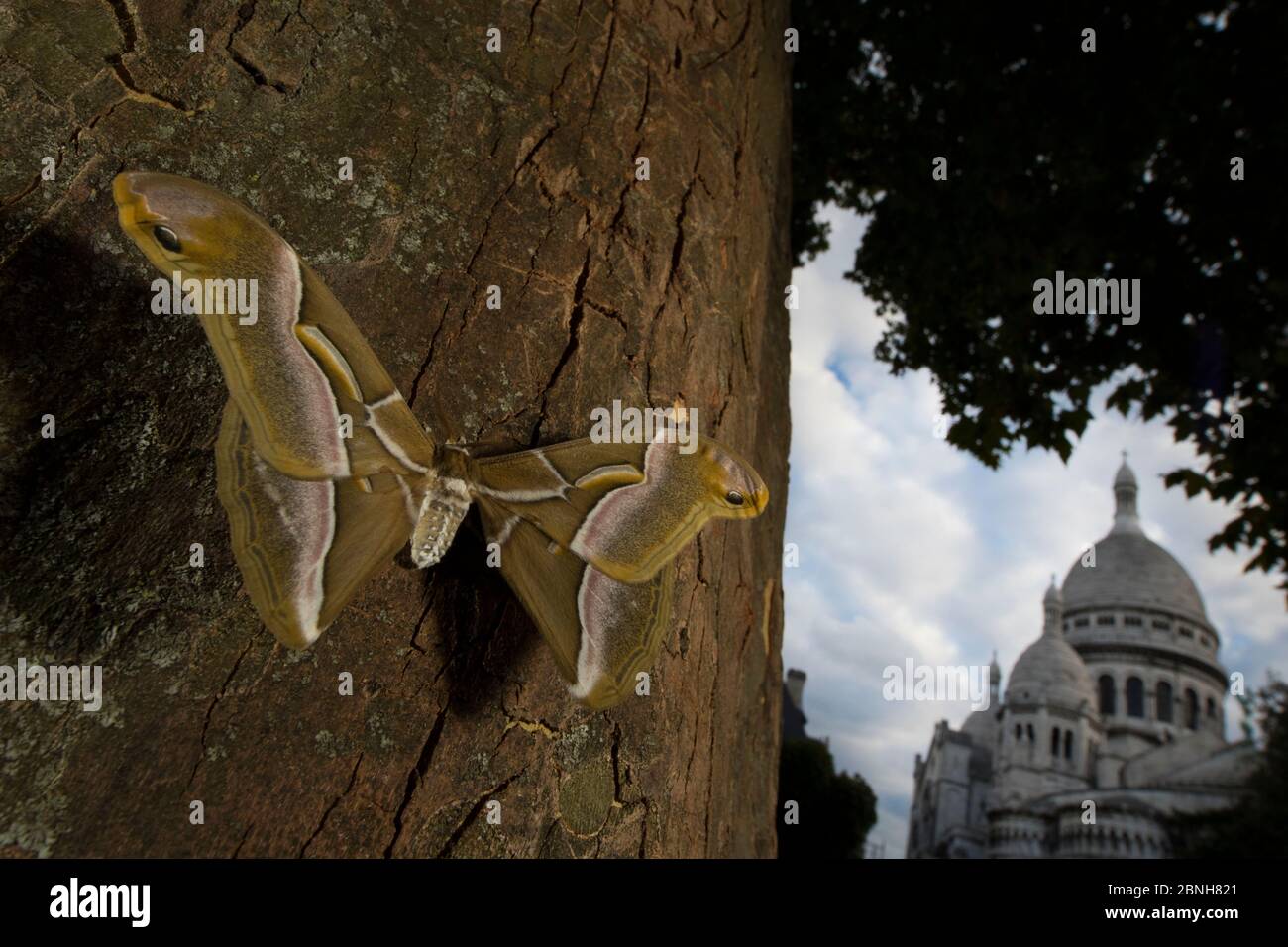 Ailanthus silkmoth (Samia cynthia) une espèce introduite, prise contre le tronc d'arbre avec Sacre Couer derrière, Paris, France septembre Banque D'Images