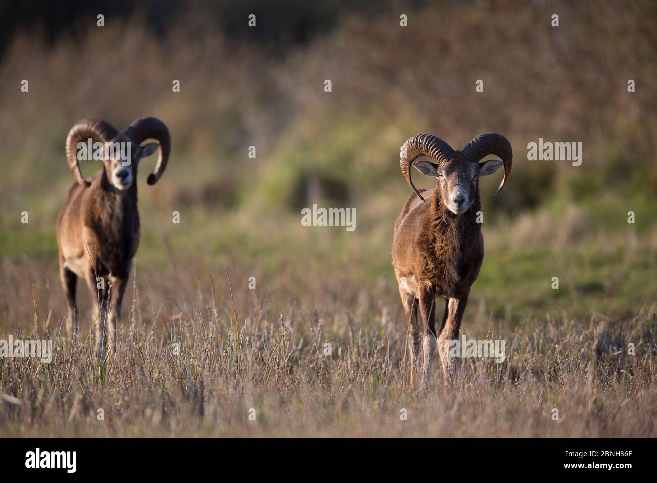 Mouflon européen (Ovis gmelini musimon) deux béliers en alerte, une espèce introduite dans la Réserve de la Baie de nature somme, France, avril 2015 Banque D'Images