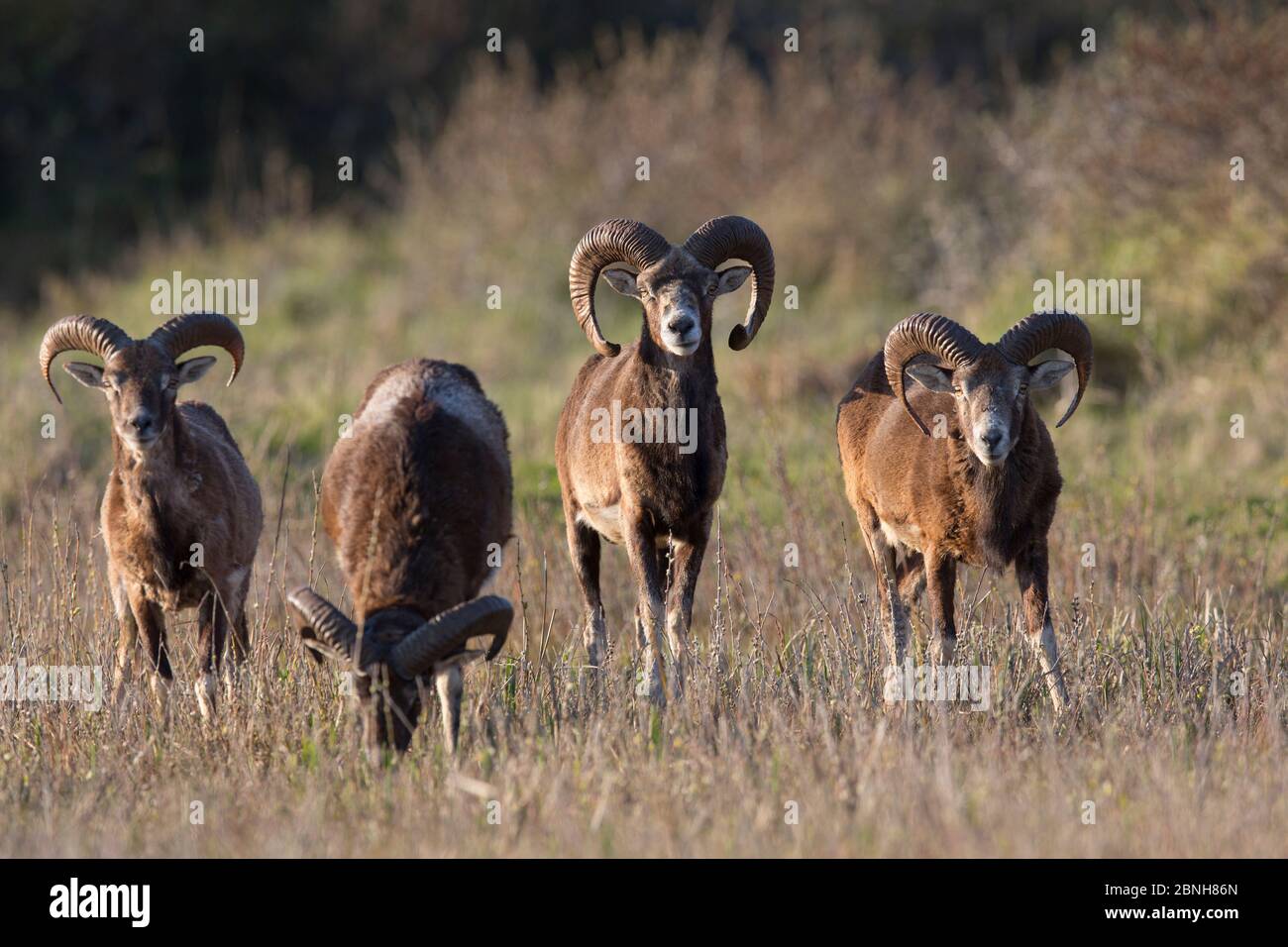 Mouflon européen (Ovis gmelini musimon) quatre béliers en pâturage, une espèce introduite dans la Réserve de la Baie de nature somme, France, avril 2015 Banque D'Images