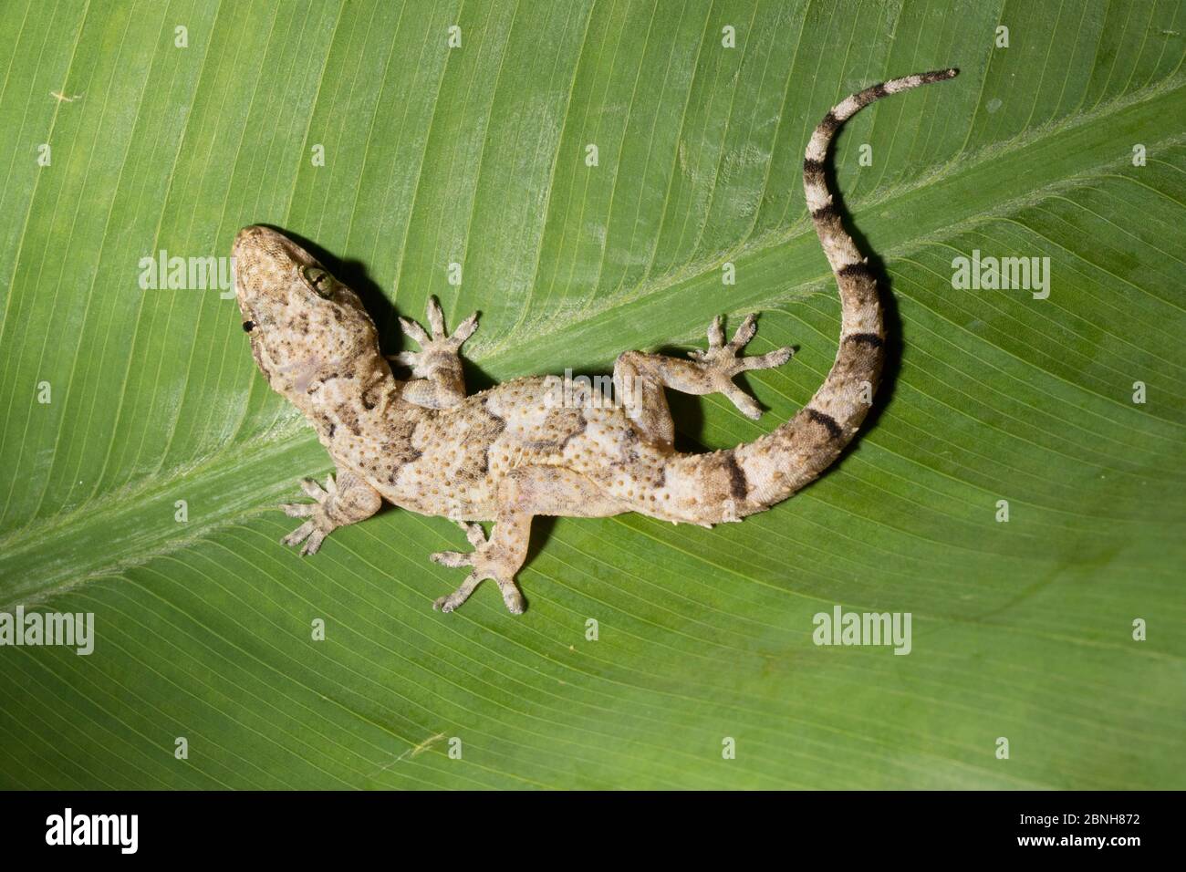 House gecko (Hemidactylus mabouia) introduit des espèces, Floride, Etats-Unis. Avril. Banque D'Images